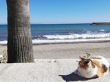 Roquetas de Mar - Stillleben mit Meerkatze